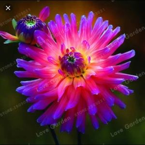 Meet your Posher, Annie